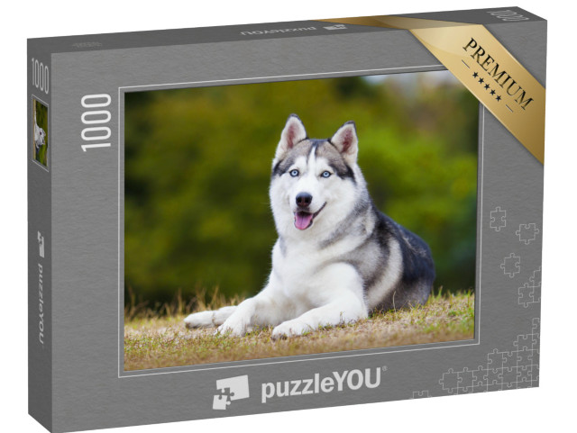 Puzzle 1000 pezzi „Ritratto di un husky siberiano“