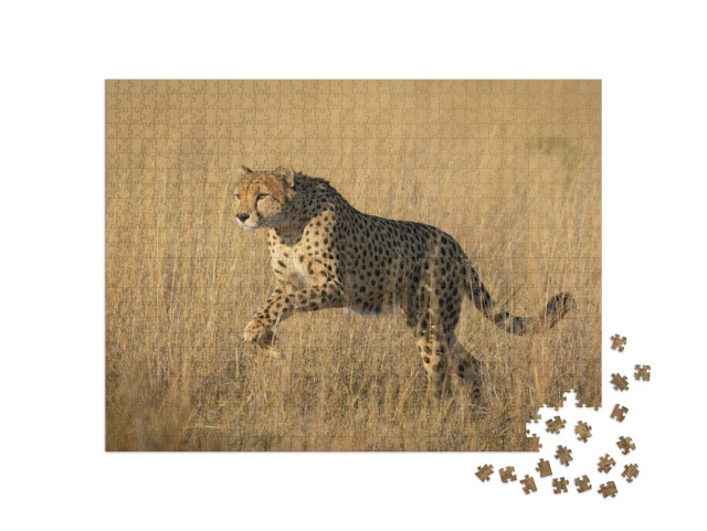 Puzzle 1000 pezzi „Studio di un ghepardo in salto a Savuti, Botswana“