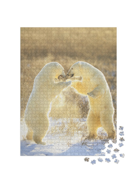 Puzzle 1000 pezzi „Orsi polari del Canada“
