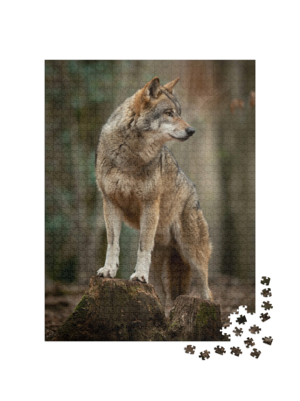 Puzzle 1000 pezzi „Lupo grigio in posizione di fiuto nella foresta“