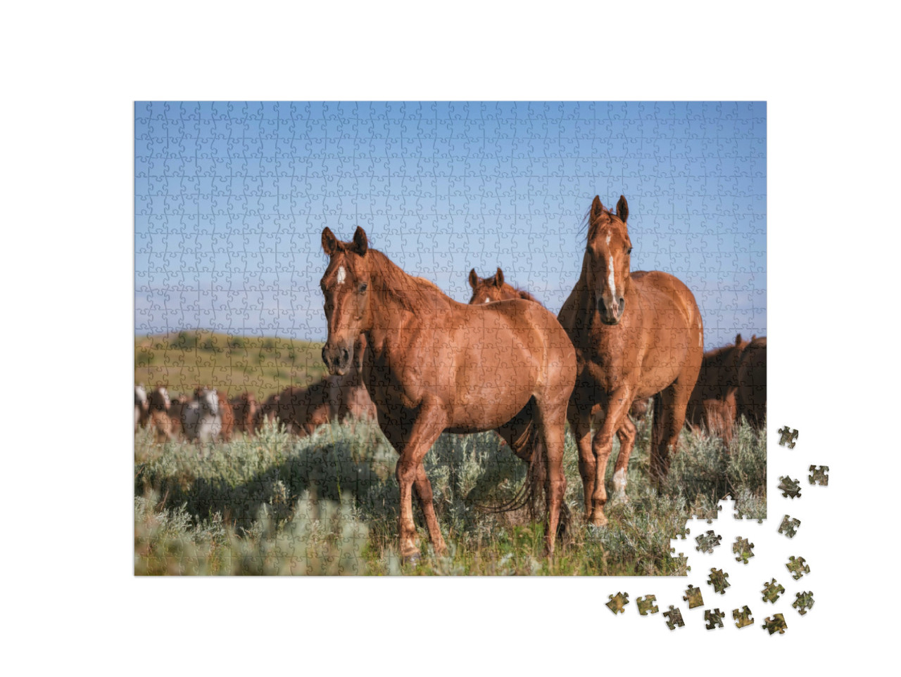 Puzzle 1000 pezzi „Mandria di cavalli American Quarter Horse Ranch, Montana“