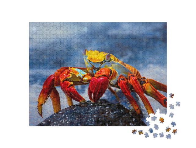 Puzzle 1000 pezzi „Granchio Sally Lightfoot su una roccia lavica, Galapagos“