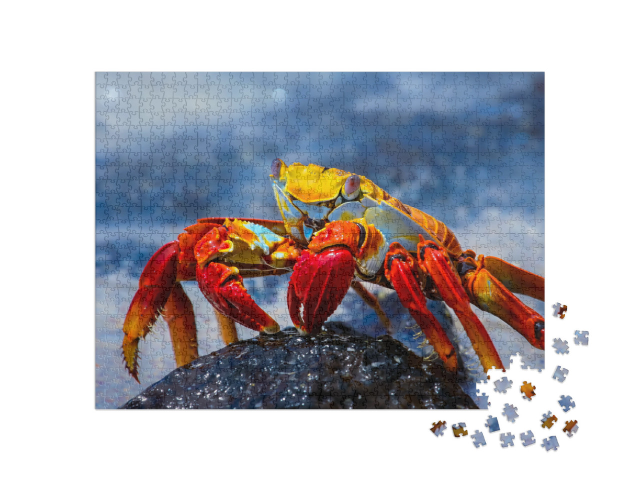 Puzzle 1000 pezzi „Granchio Sally Lightfoot su una roccia lavica, Galapagos“