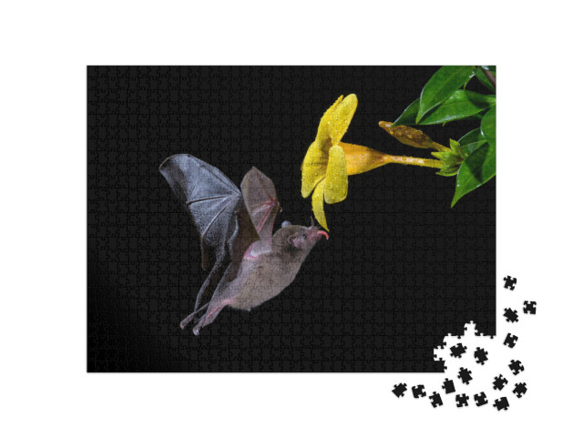 Puzzle 1000 pezzi „Pipistrello dalla coda lunga di Pallas che gusta il nettare di un fiore“