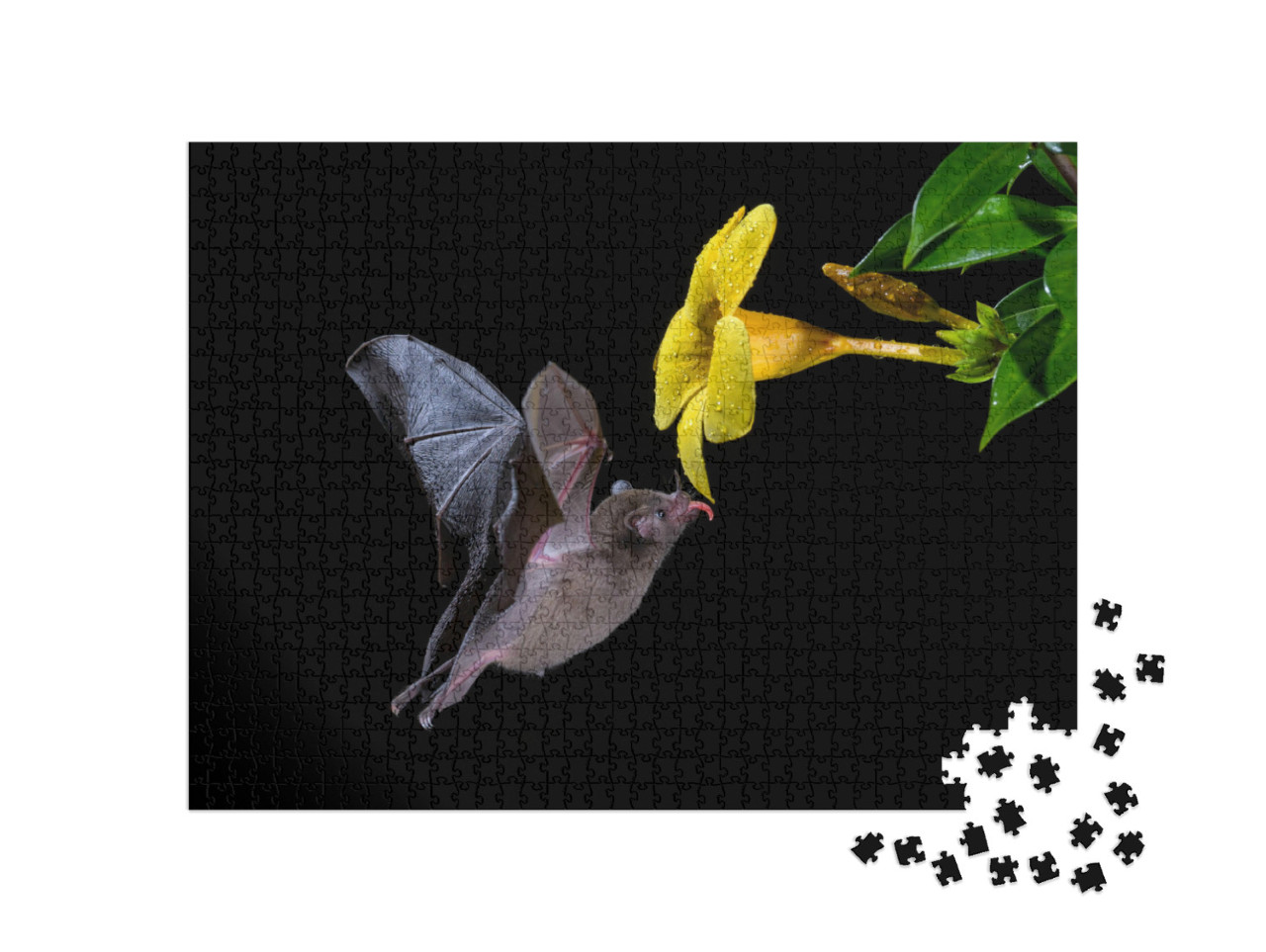 Puzzle 1000 pezzi „Pipistrello dalla coda lunga di Pallas che gusta il nettare di un fiore“