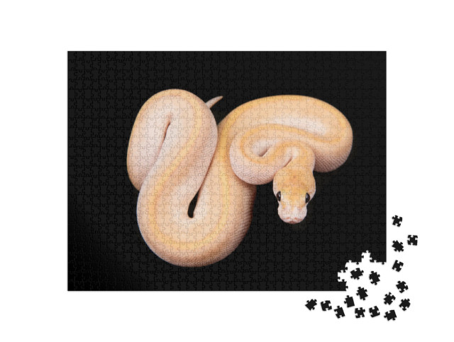 Puzzle 1000 pezzi „Pitone palla o pitone reale con pelle chiara“