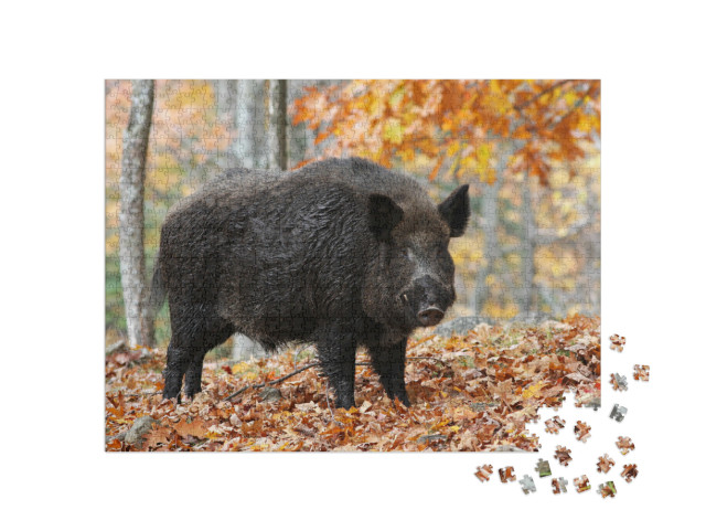 Puzzle 1000 pezzi „Cinghiale maschio nella foresta autunnale“