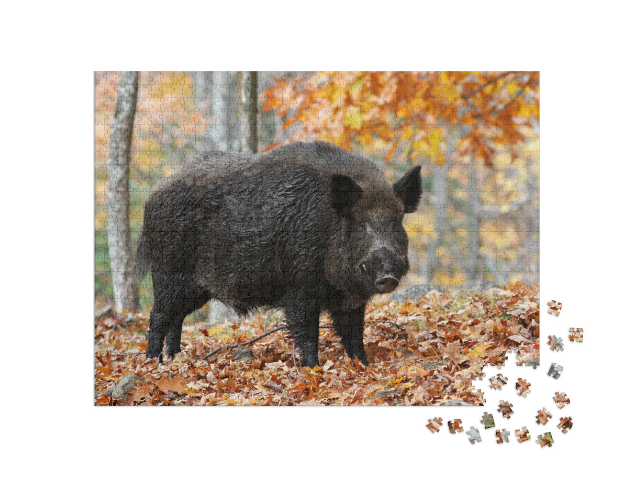 Puzzle 1000 pezzi „Cinghiale maschio nella foresta autunnale“