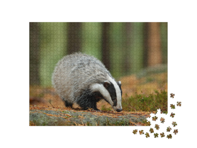 Puzzle 1000 pezzi „Tasso in una giornata di pioggia nella natura, Germania“