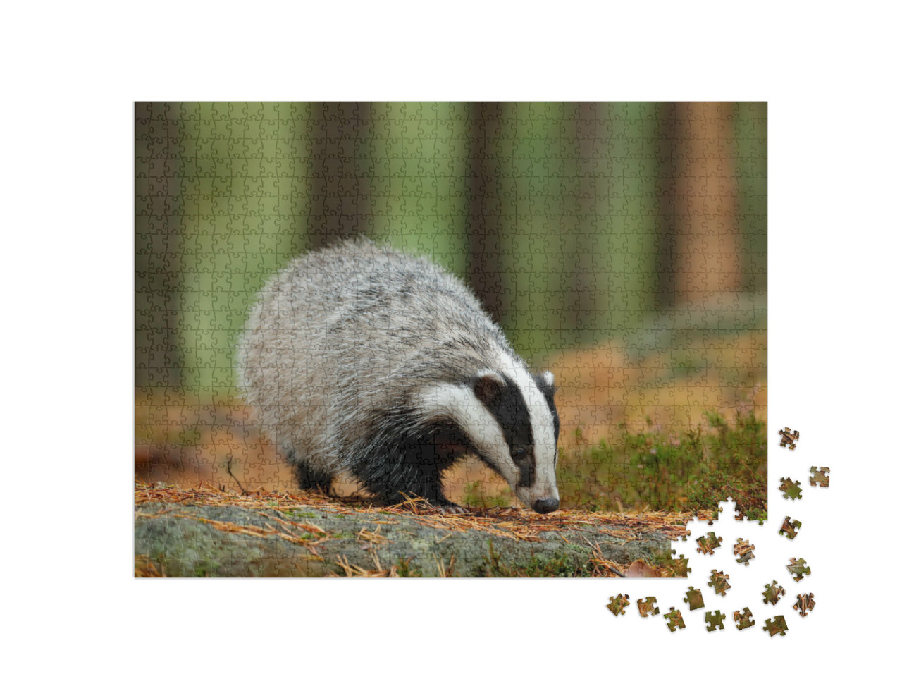 Puzzle 1000 pezzi „Tasso in una giornata di pioggia nella natura, Germania“