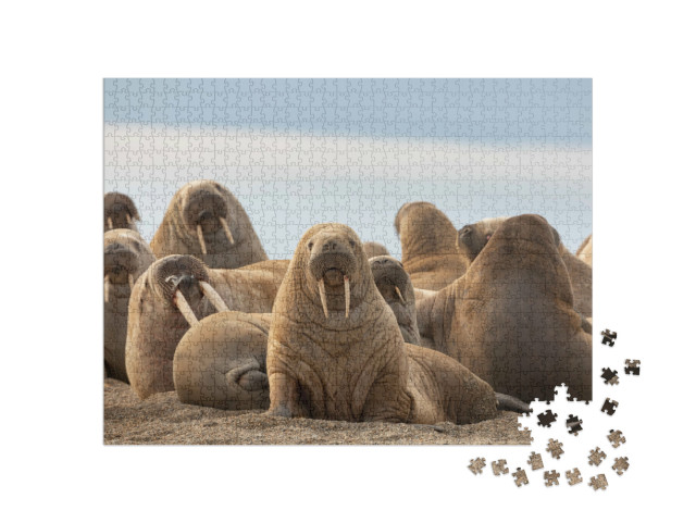 Puzzle 1000 pezzi „Un gruppo di trichechi sulla spiaggia sabbiosa“
