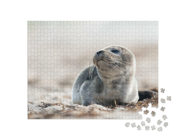 Puzzle 1000 pezzi „Giovane foca sulla spiaggia del Mar Baltico“