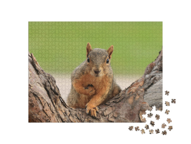 Puzzle 1000 pezzi „Ritratto di uno scoiattolo volpe, Sciurus niger, Denver, Colorado“