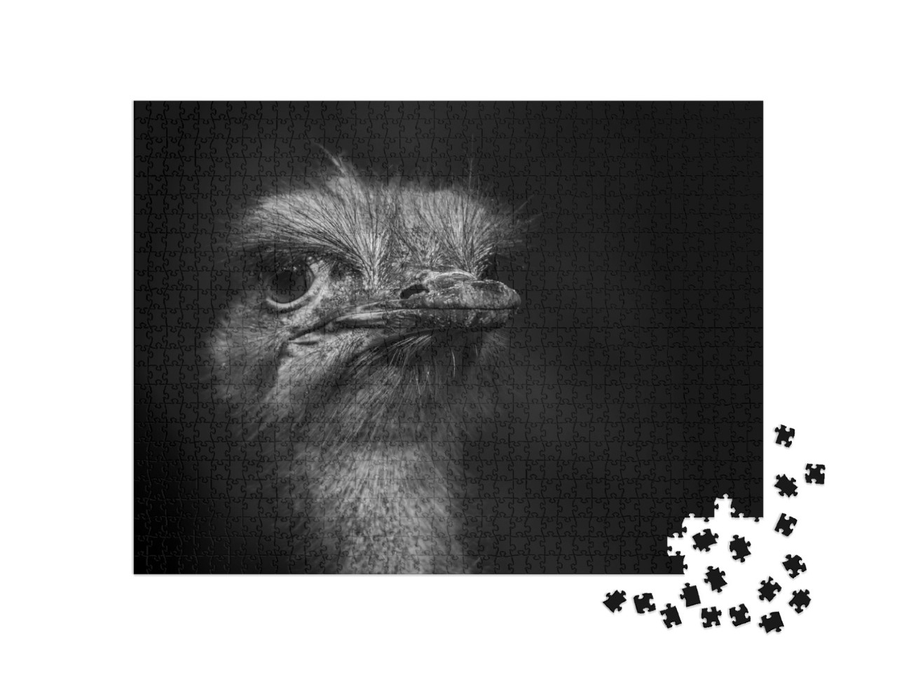 Puzzle 1000 pezzi „Fotografia di una testa di struzzo“