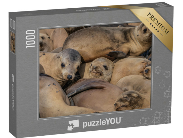 Puzzle 1000 pezzi „Un branco fitto di foche addormentate“