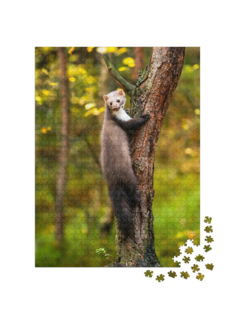 Puzzle 1000 pezzi „Martora europea in cerca di cibo“