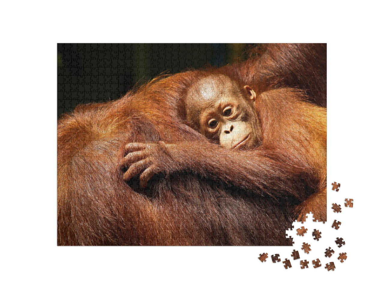 Puzzle 1000 pezzi „Femmina di orangutan e il suo piccolo nella foresta pluviale“