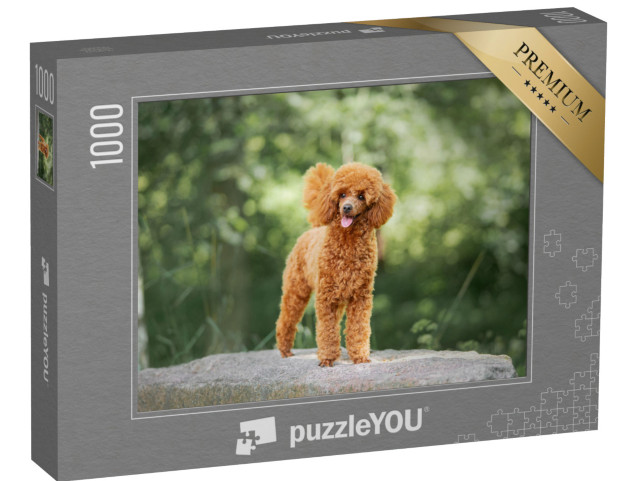 Puzzle 1000 pezzi „Un cucciolo di barboncino in miniatura“