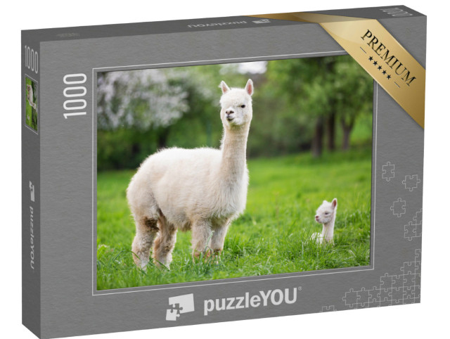 Puzzle 1000 pezzi „Un alpaca bianco con cuccioli“