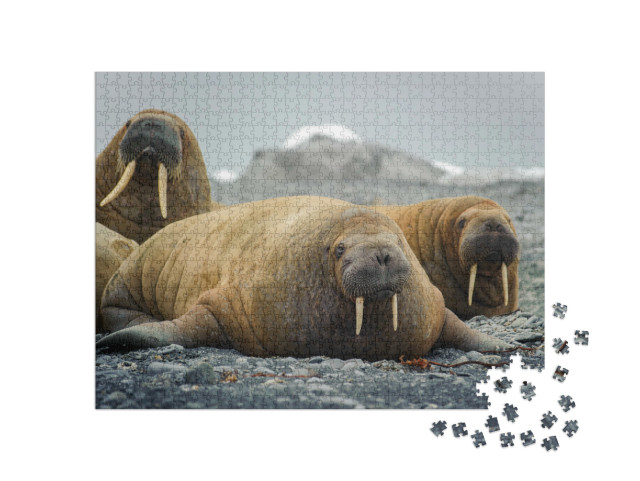 Puzzle 1000 pezzi „Trichechi distesi su una spiaggia dell'Artico“