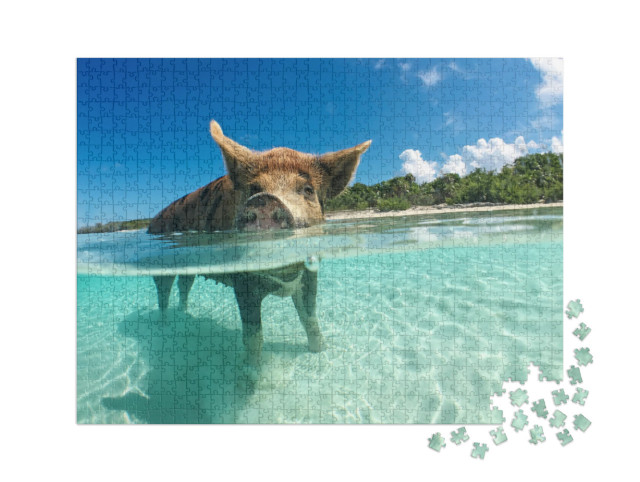 Puzzle 1000 pezzi XXL „Cinghiale amante dell'acqua alle Bahamas, nei Caraibi“