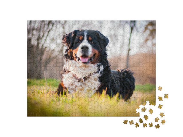 Puzzle 1000 pezzi „Un cane da montagna bernese“