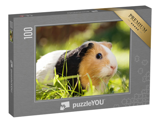 Puzzle 100 pezzi „Un simpatico porcellino d'India tricolore“