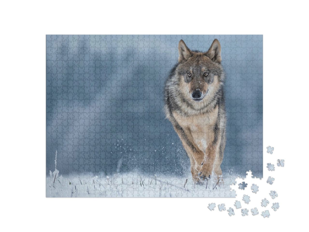 Puzzle 1000 pezzi „Studio di un lupo grigio“