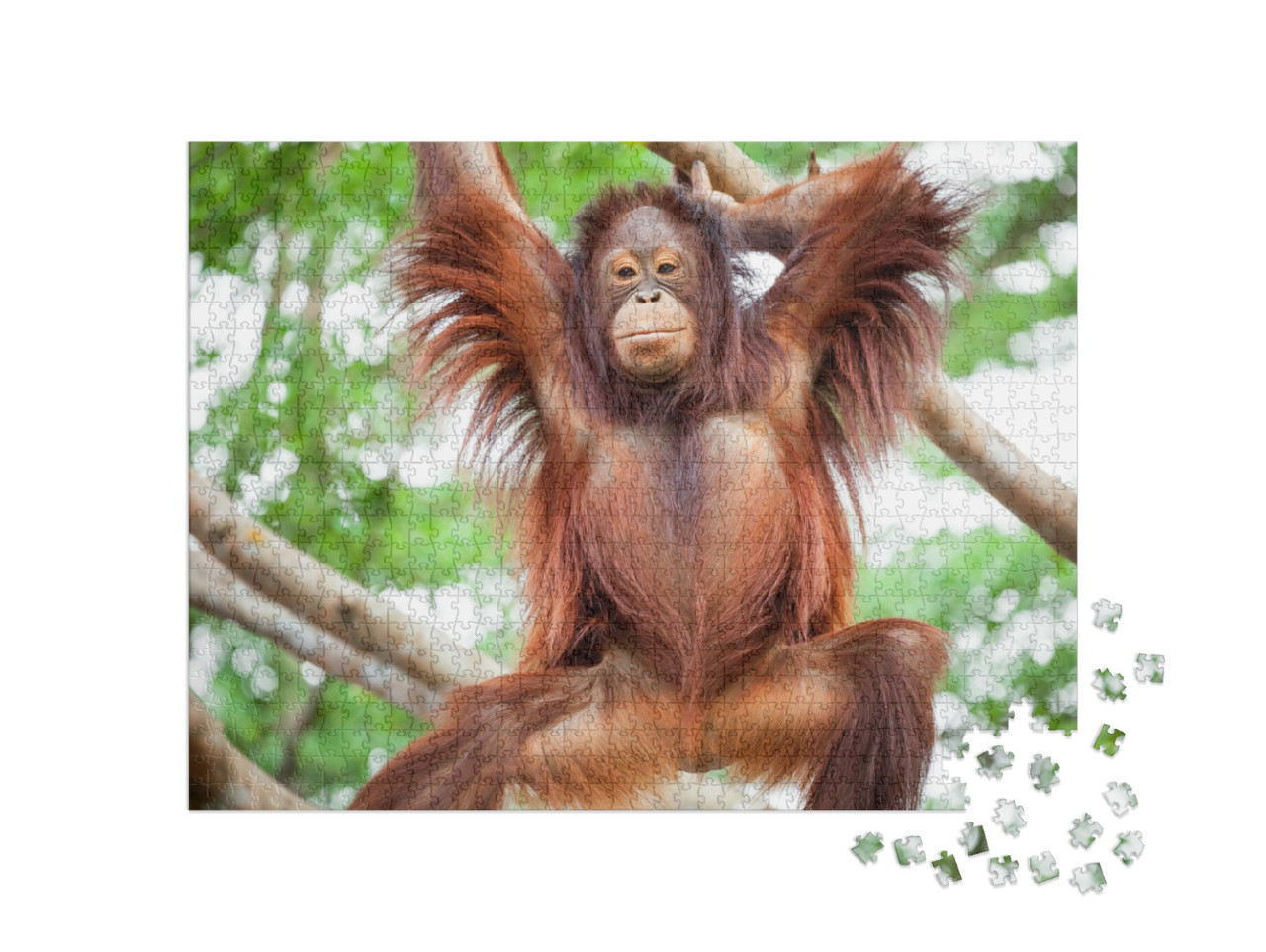 Puzzle 1000 pezzi „Orangutan“