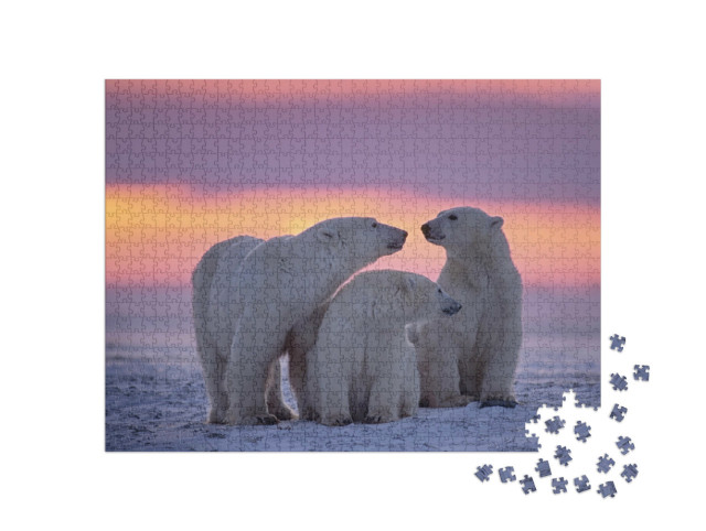 Puzzle 1000 pezzi „Famiglia di orsi polari al tramonto nell'Artico canadese“