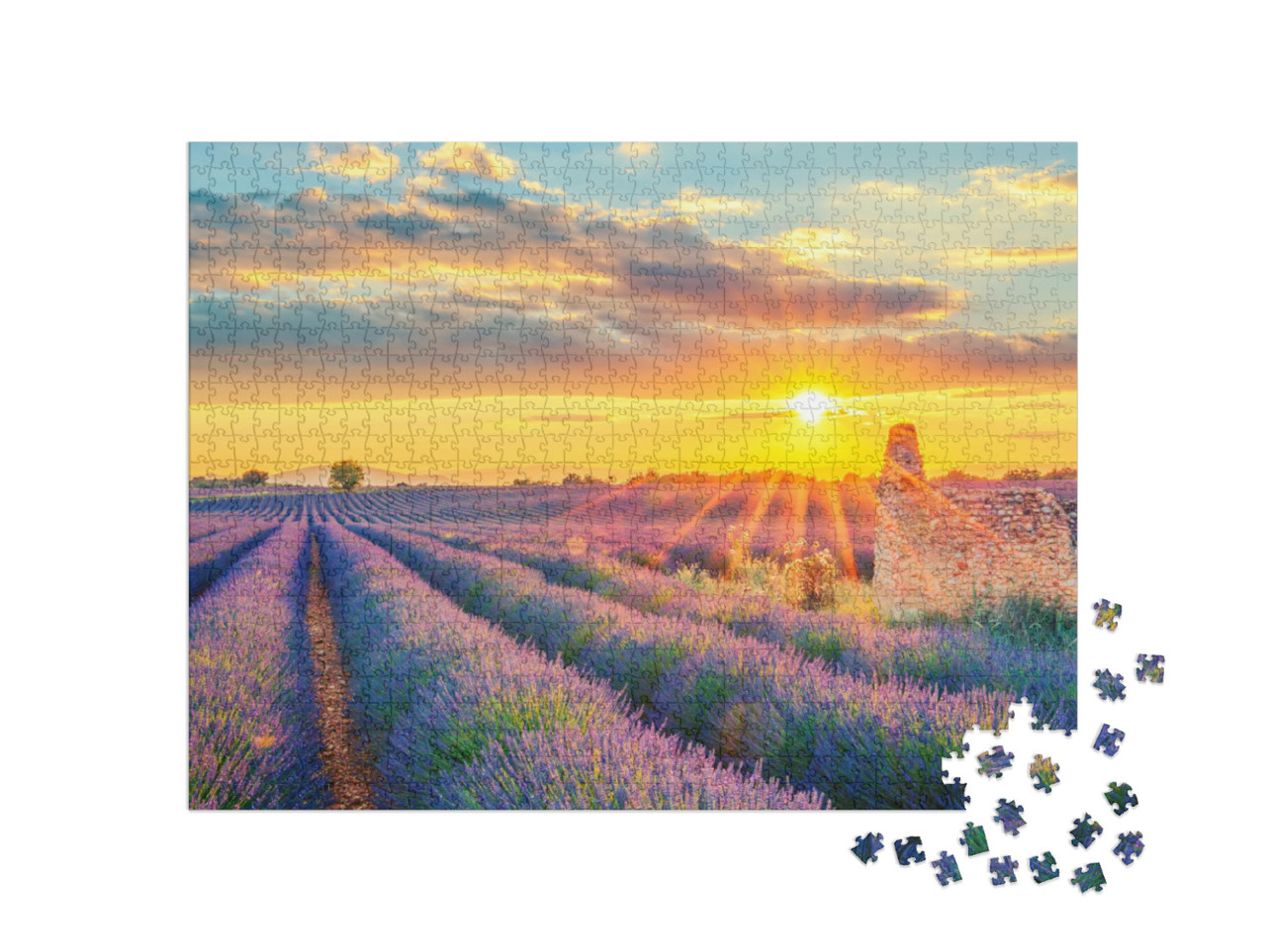 Puzzle 1000 pezzi „Un campo di lavanda al tramonto in Francia“