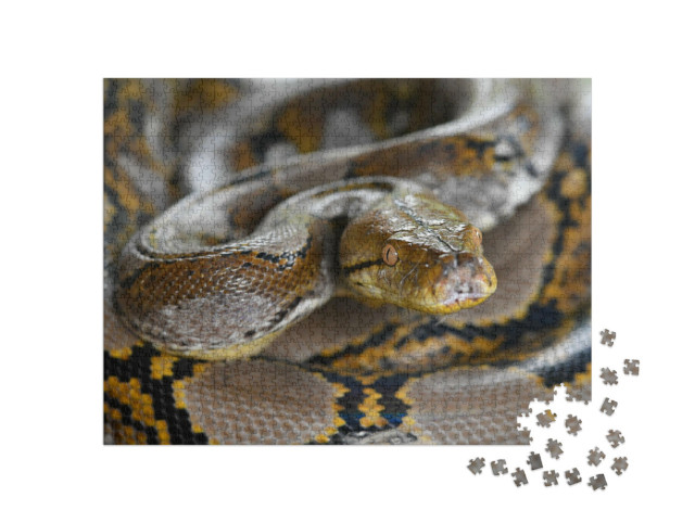 Puzzle 1000 pezzi „Serpente pitone reticolato del Borneo, Python reticulatus“