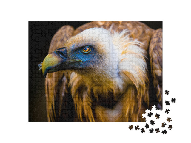 Puzzle 1000 pezzi „Ritratto di un giovane avvoltoio“