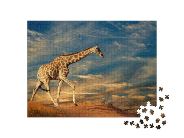 Puzzle 1000 pezzi „Giraffa su una duna di sabbia in Sudafrica“