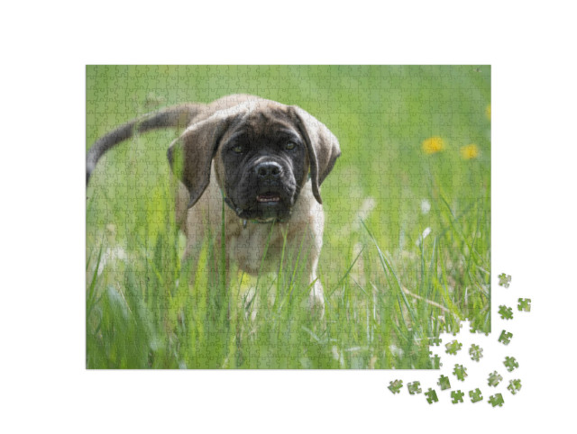 Puzzle 1000 pezzi „Il cucciolo di mastino inglese gioca“