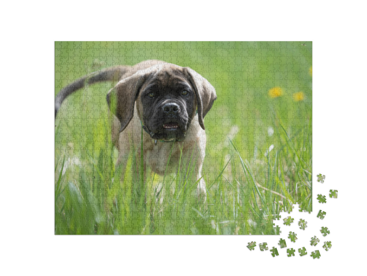 Puzzle 1000 pezzi „Il cucciolo di mastino inglese gioca“