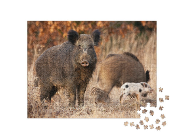 Puzzle 1000 pezzi „Cinghiale che protegge i suoi piccoli“