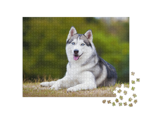 Puzzle 1000 pezzi „Ritratto di un husky siberiano“