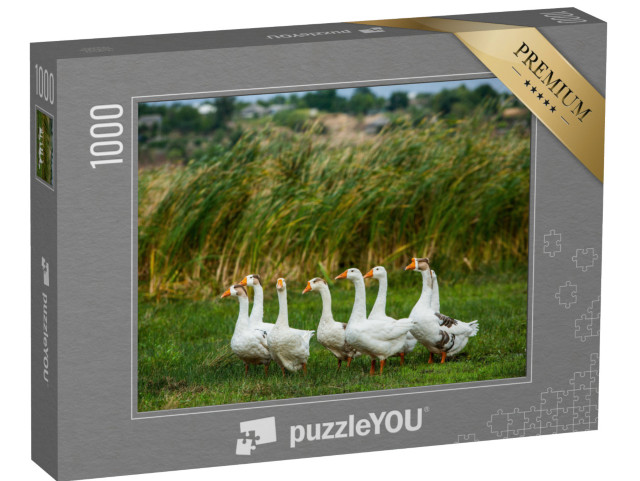 Puzzle 1000 pezzi „Oche bianche a passeggio“