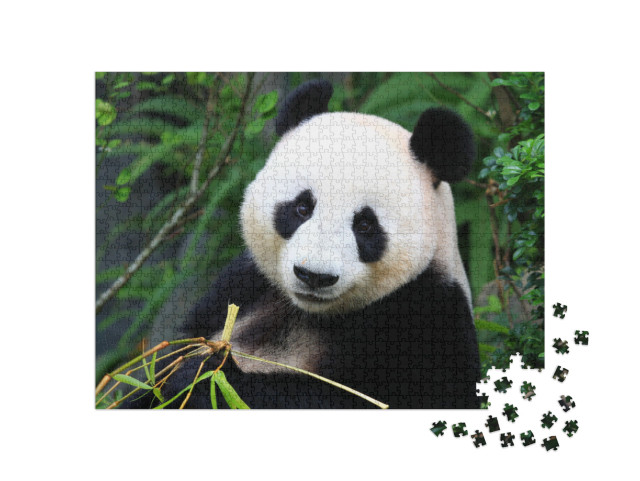 Puzzle 1000 pezzi „Un orso panda gusta i germogli di bambù“