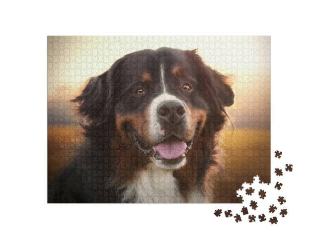 Puzzle 1000 pezzi „Ritratto di un cane da montagna bernese al tramonto“
