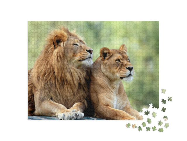 Puzzle 1000 pezzi „Leoni maschi e femmine“