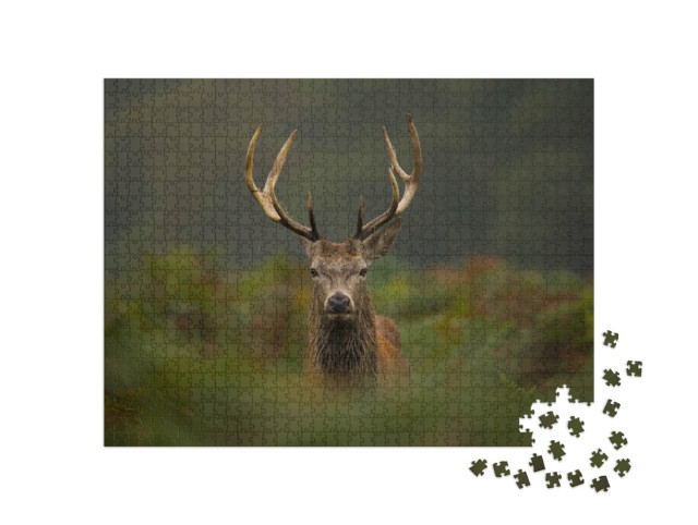 Puzzle 1000 pezzi „Un giovane cervo rosso“
