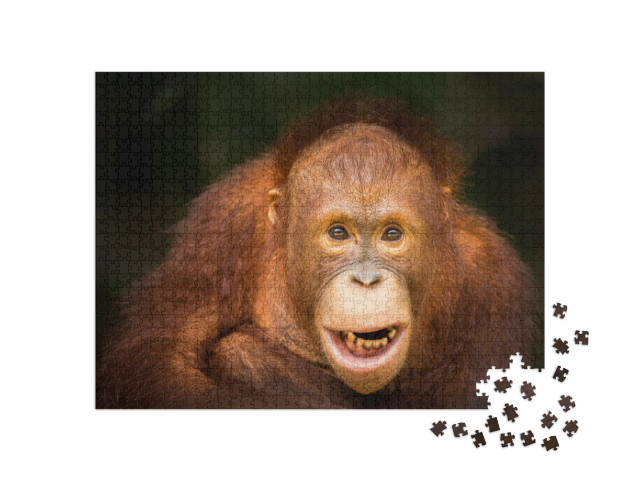 Puzzle 1000 pezzi „Orangutan“