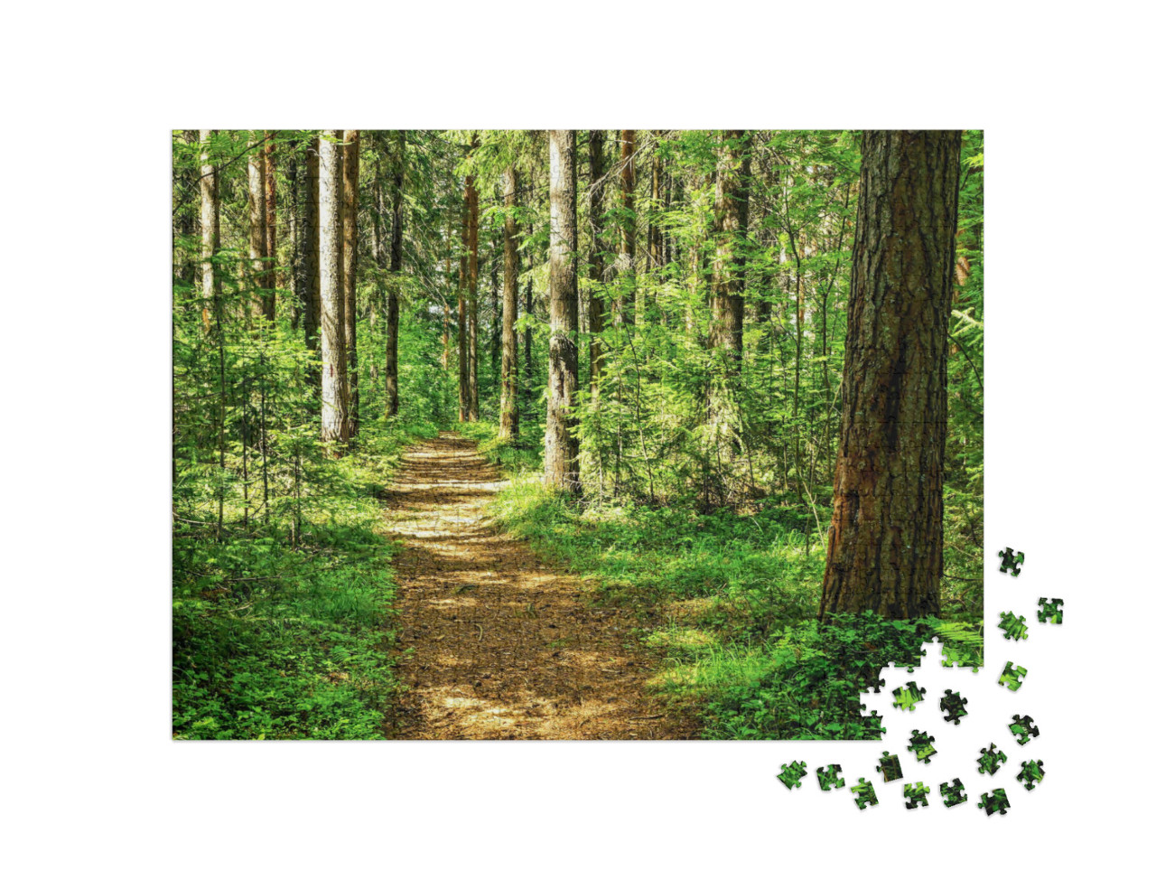 Puzzle 1000 pezzi „Paesaggio nella foresta: un sentiero idilliaco nella foresta“
