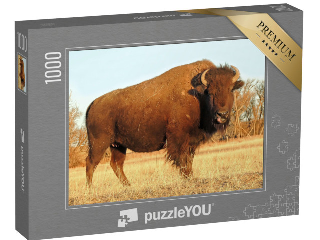 Puzzle 1000 pezzi „Bisonte americano, Montagne Rocciose, Colorado“