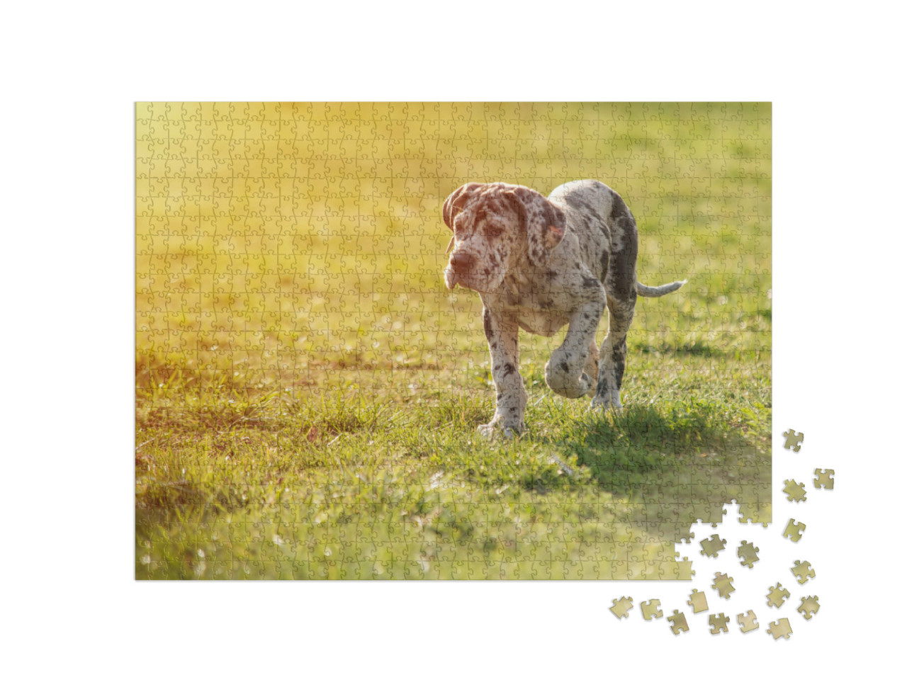 Puzzle 1000 pezzi „Alano sul prato“