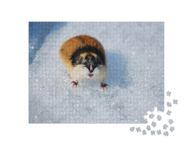 Puzzle 1000 pezzi „Un simpatico lemming sulla neve mostra i denti“